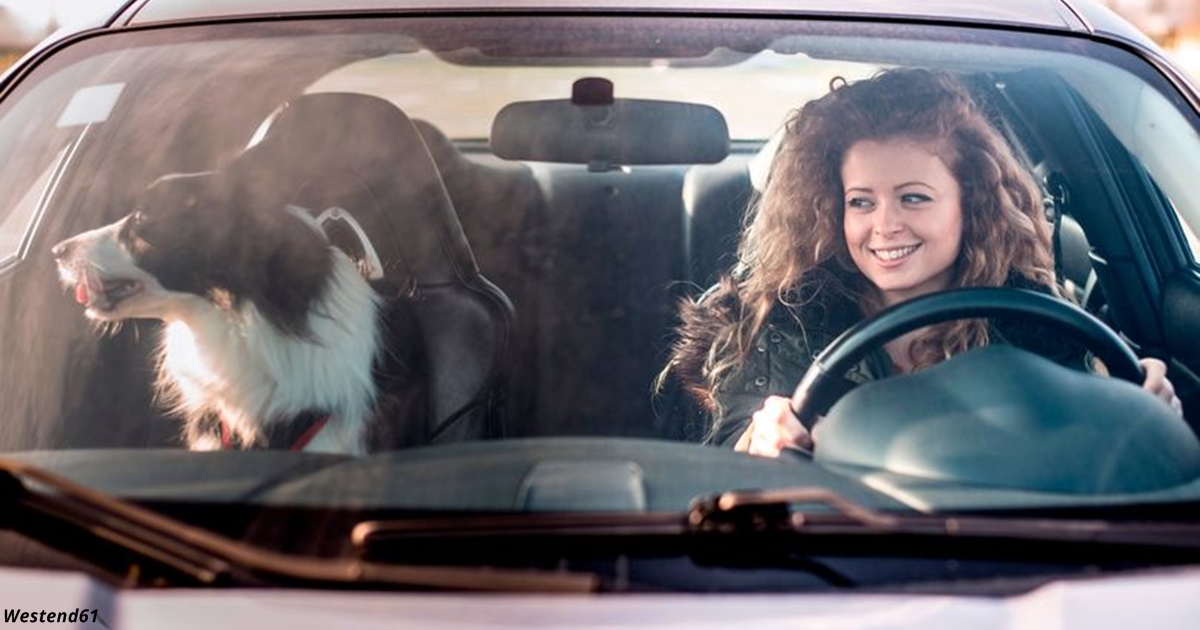 За собаку в машине британцы будут платить штраф — 5000 фунтов! Где логика?