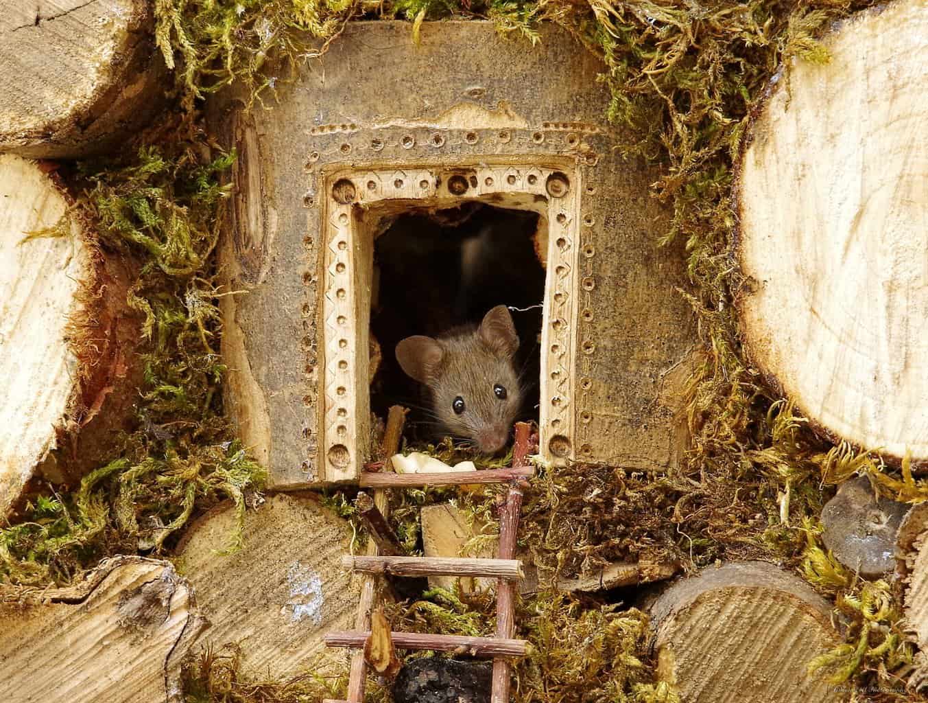 Домик мышонка