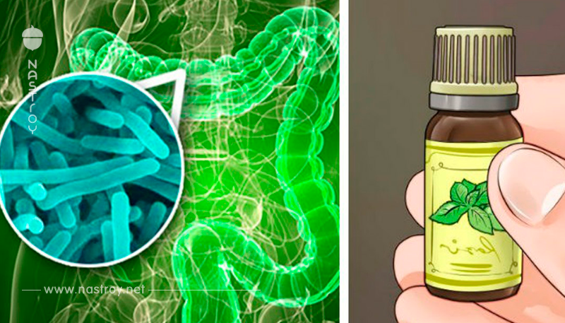 Эфирные масла – новые антибиотики против неуязвимых ″супербактерий″