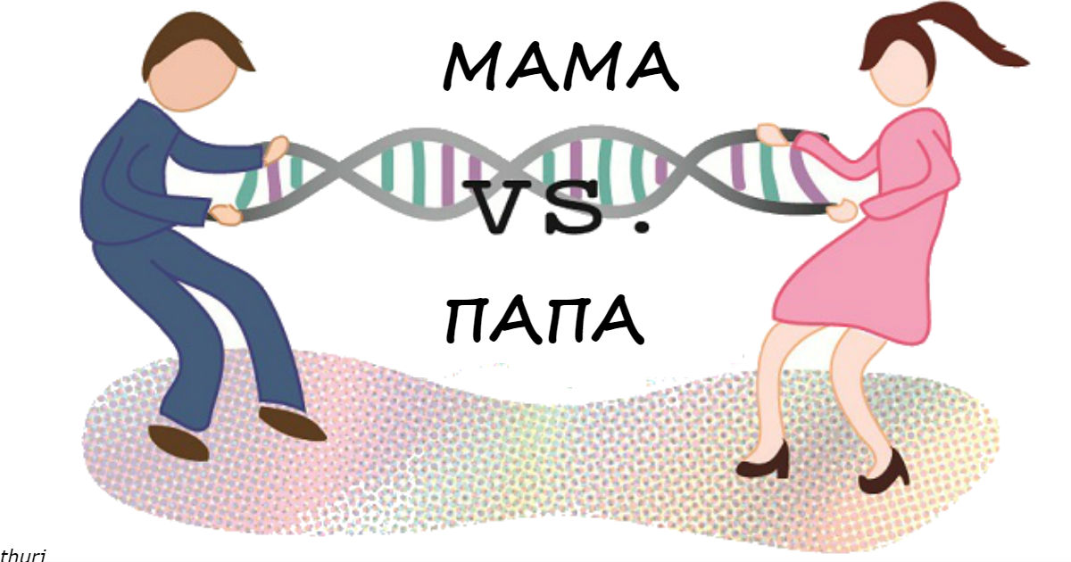 Какие генетические черты дети берут от мамы, а какие   от папы