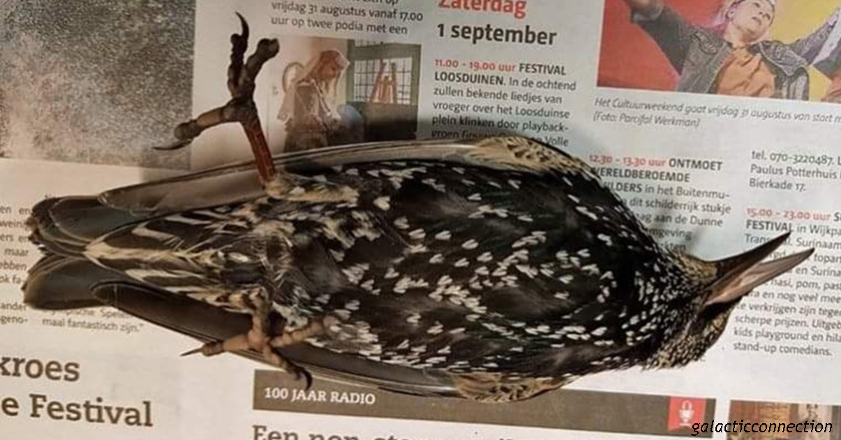 В Голландии тестировали 5G   сотни птиц погибли сразу же! Что это было?