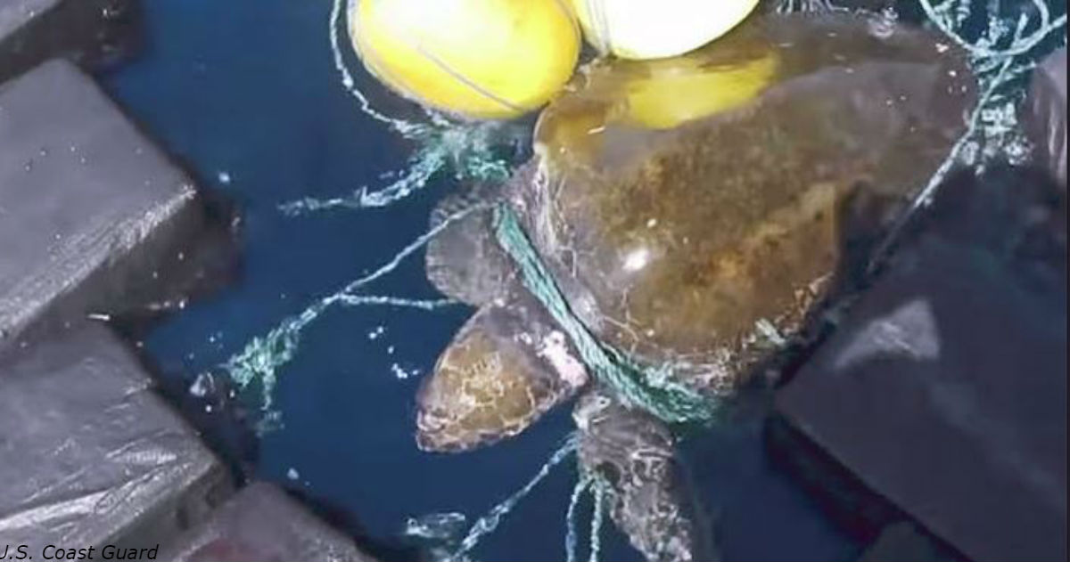 В США ″арестовали″ морскую черепаху, перевозящую 800 кг кокаина