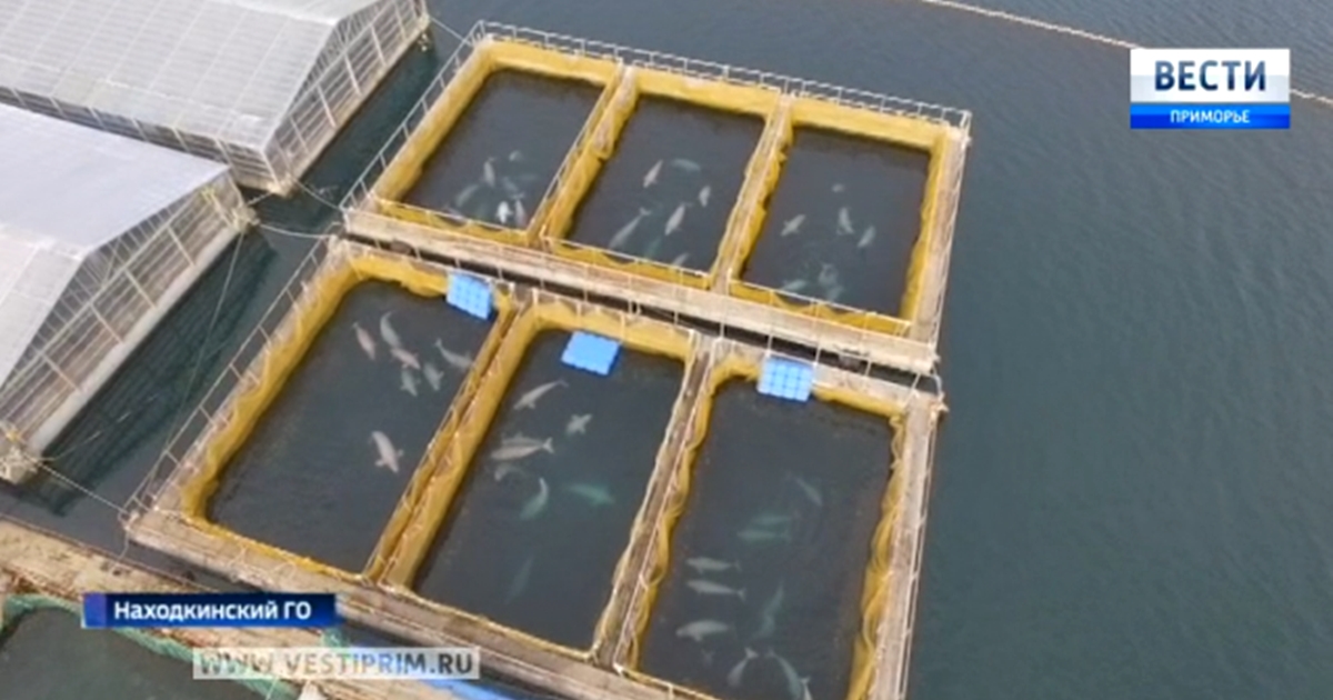 Вот пугающее место в России, где «закрыты в тюрьму» 100 диких китов
