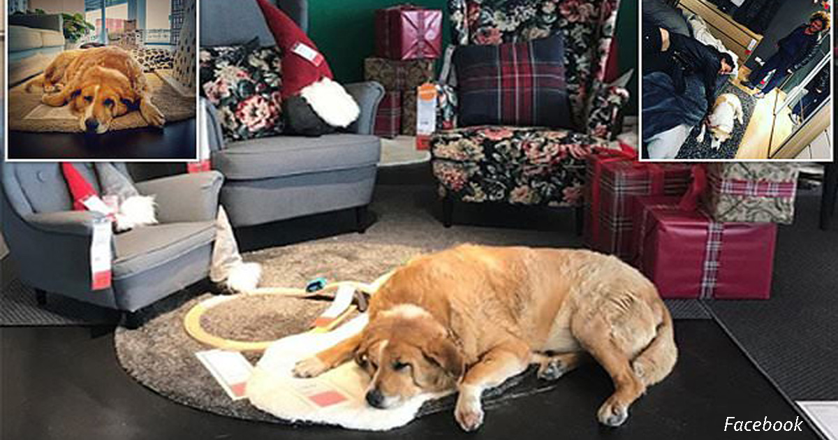 IKEA открыла свои двери для бродячих собак: они могут спать в тепле и на ковриках