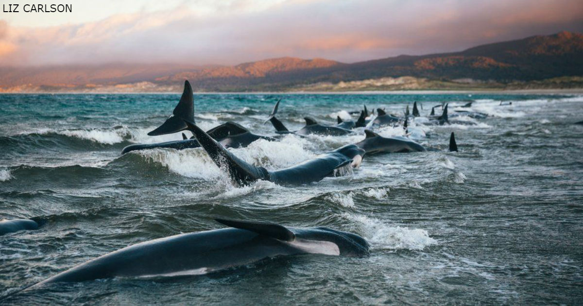 ″Я никогда не забуду их крики″: На берег Новой Зеландии выбросило 145 китов