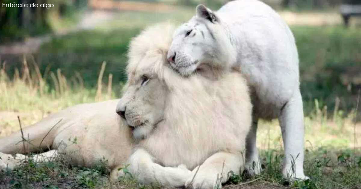 У белого льва и белой тигрицы появились дети – самые уникальные в мире