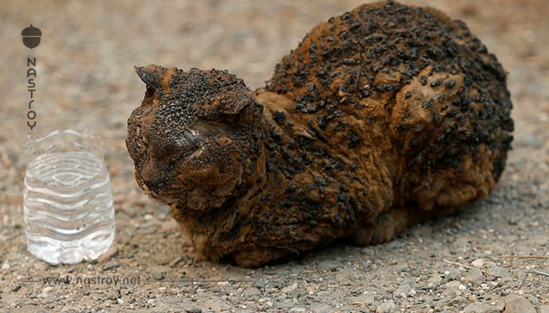Душераздирающие фото животных, которым удалось выжить во время лесных пожаров в Калифорнии