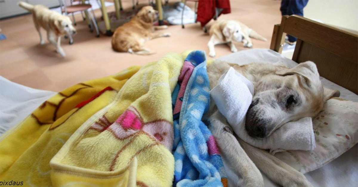 В Японии уже есть дома престарелых для домашних животных