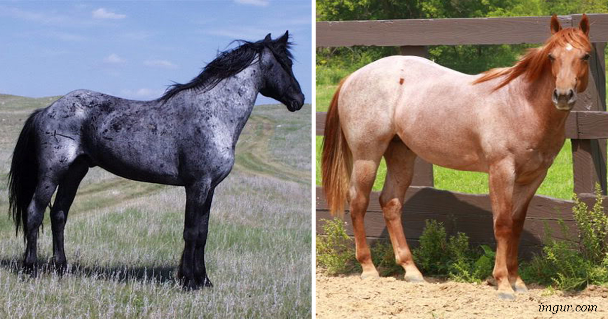 10 лошадей с самым уникальным окрасом в мире