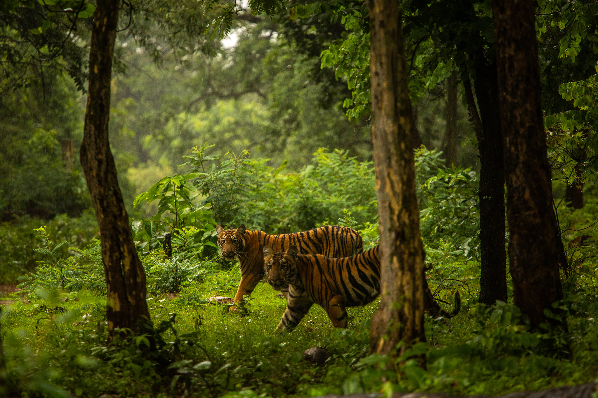 Спас в джунглях. Тигр в джунглях. Джунгли Индии. Природа джунгли. Джунгли природа и животные.