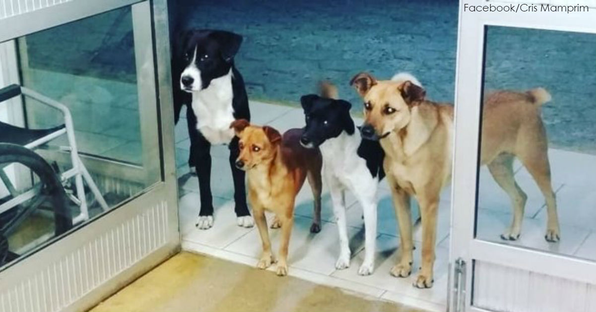Бездомного положили в больницу   и все его 4 собаки терпеливо ждали его у двери