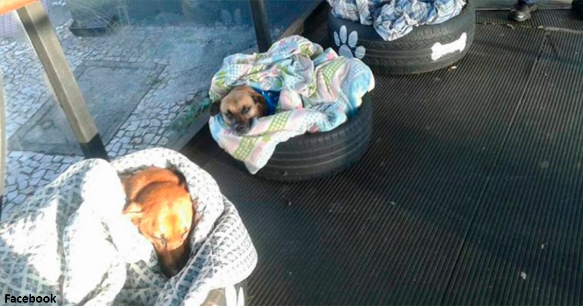 Автовокзал открыл двери для бездомных животных   и сделал им ″кровати″