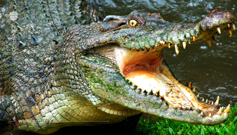 Chanel – первый люксовый бренд, который запретил вещи из крокодила и змей
