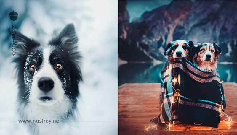 35 самых красивых фото собак,  которых я когда либо видела