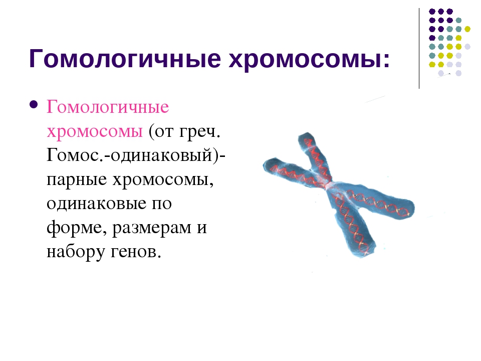 Спаривание хромосом. Гомологичные и негомологичные хромосомы. Гомологичные участки хромосомы это. Гомологичные хромосомы это 2 хромосомы. Хромосомы человека биология 9 класс.