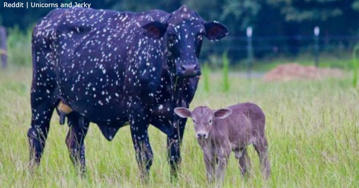 Фиолетовая ″космическая″ корова родила малыша. Но он уже не такой