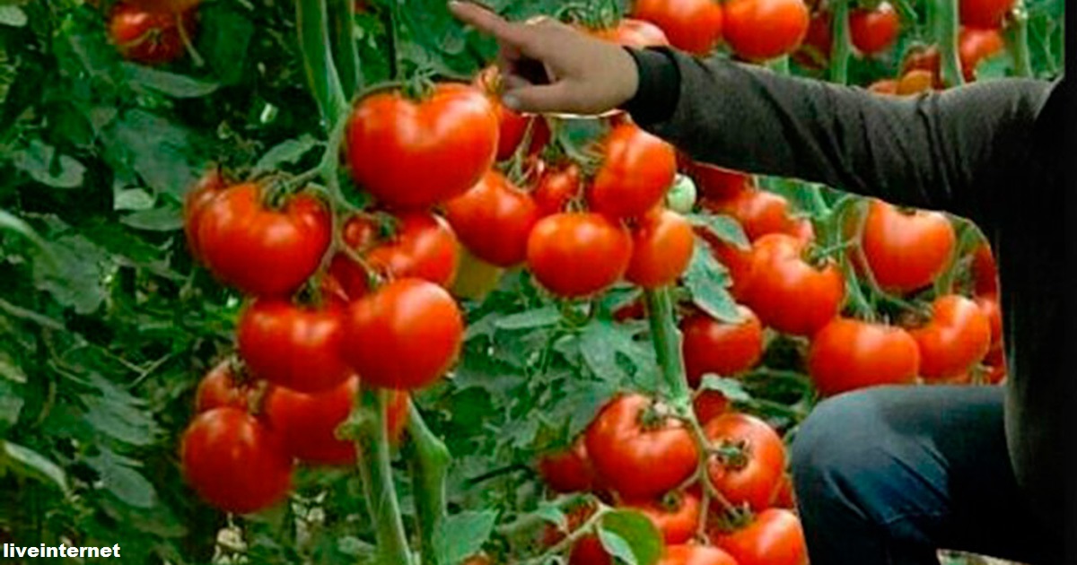 Вот чем нужно посыпать помидоры, чтобы получить богатый урожай