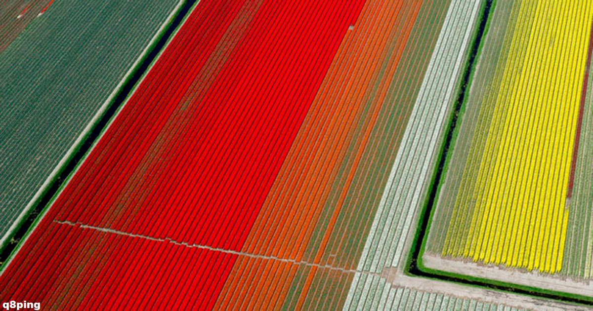 20 фото тюльпанных полей в Голландии, которые выглядят так, будто их сделал художник