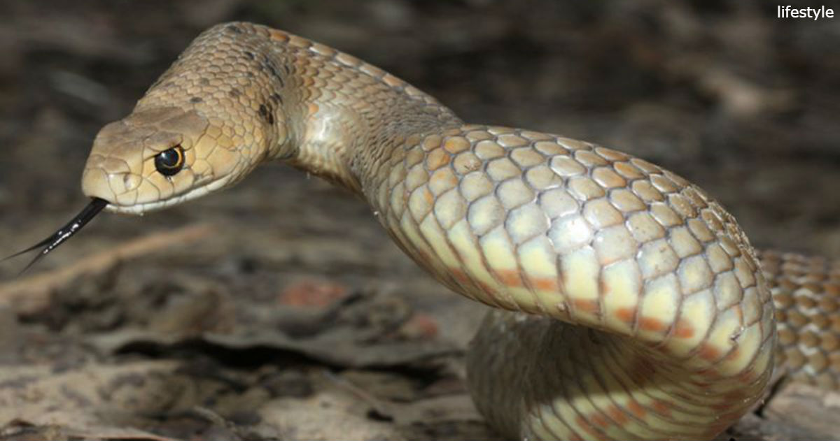 7 самых смертоносных змей в мире