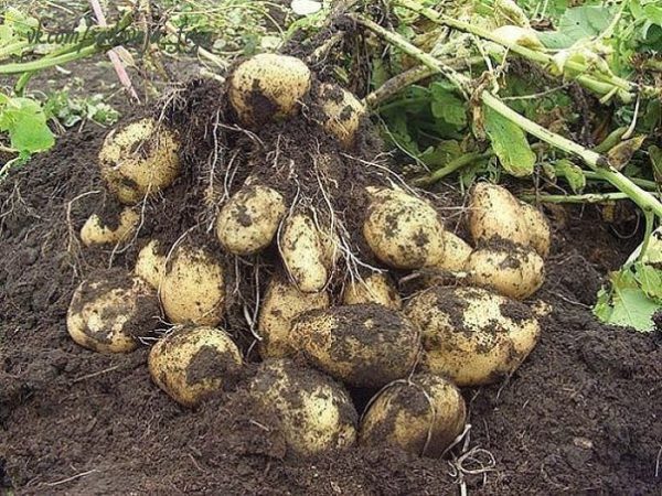 Китайский метод посадки картофеля обеспечивает потрясающую урожайность