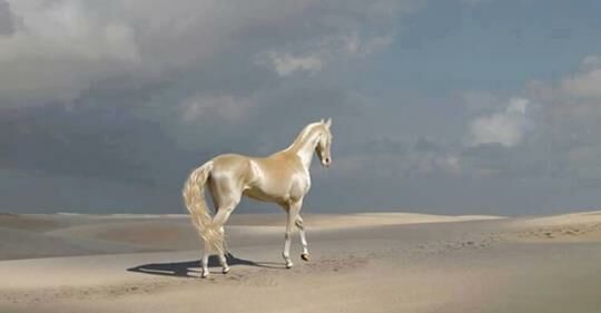Ахал Теке: одна из самых красивых лошадей в мире