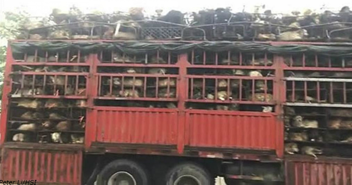 Парень остановил грузовик с 1000 собаками, которых везли на бойню