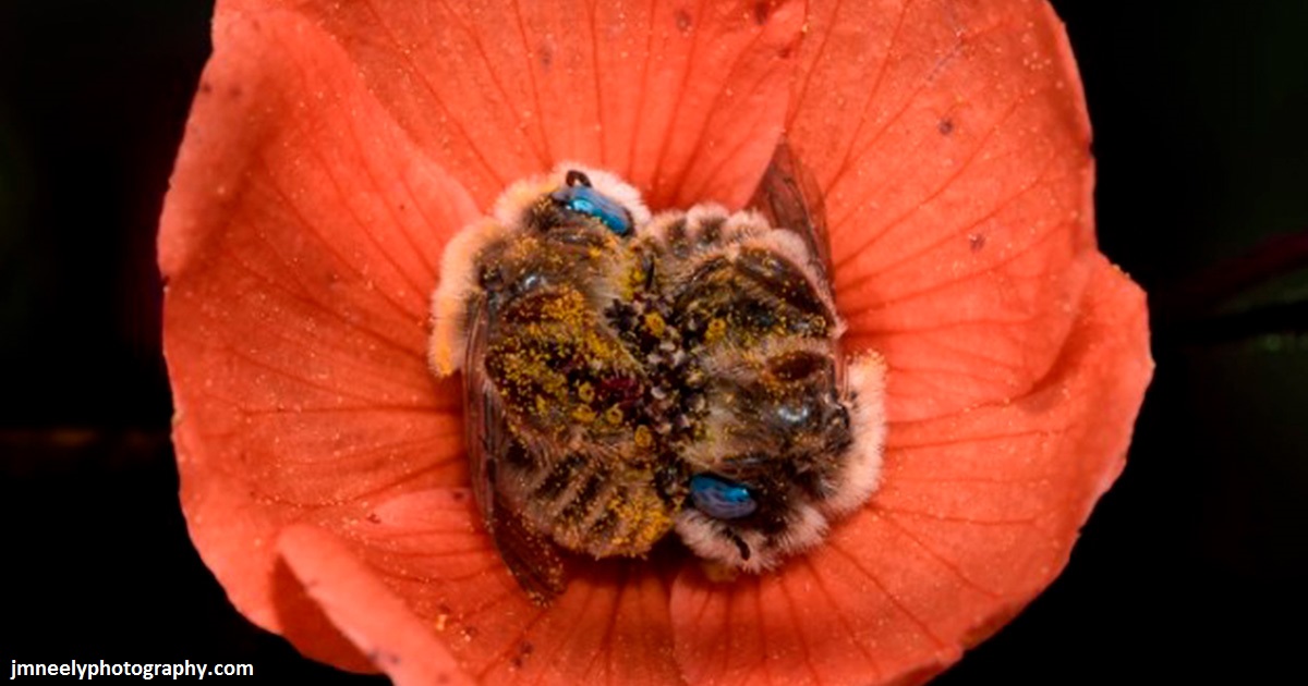 Оказывается, есть виды пчел, которые спят в цветах. И это еще милее, чем кажется