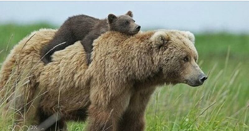 Несколько милых фотографий медведиц с детьми