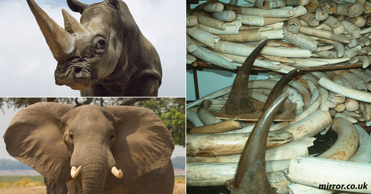 10 видов животных, которые могут исчезнуть уже через несколько лет