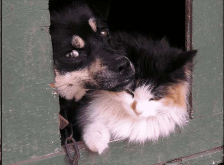 Кошка и собака, брошенные на даче, выживали как могли, пока не пришла помощь