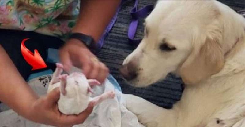 Собака одной из пассажирок начала рожать в зале аэропорта! Роды закончились большим сюрпризом