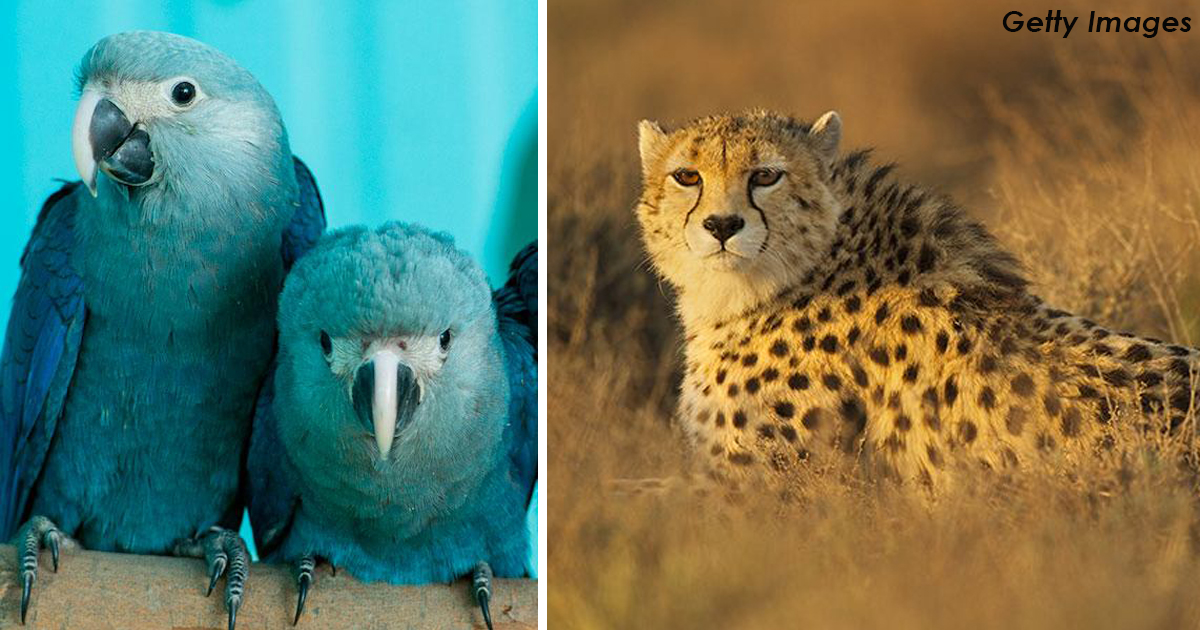 6 видов животных, которые в 2018 году исчезли с планеты Земля