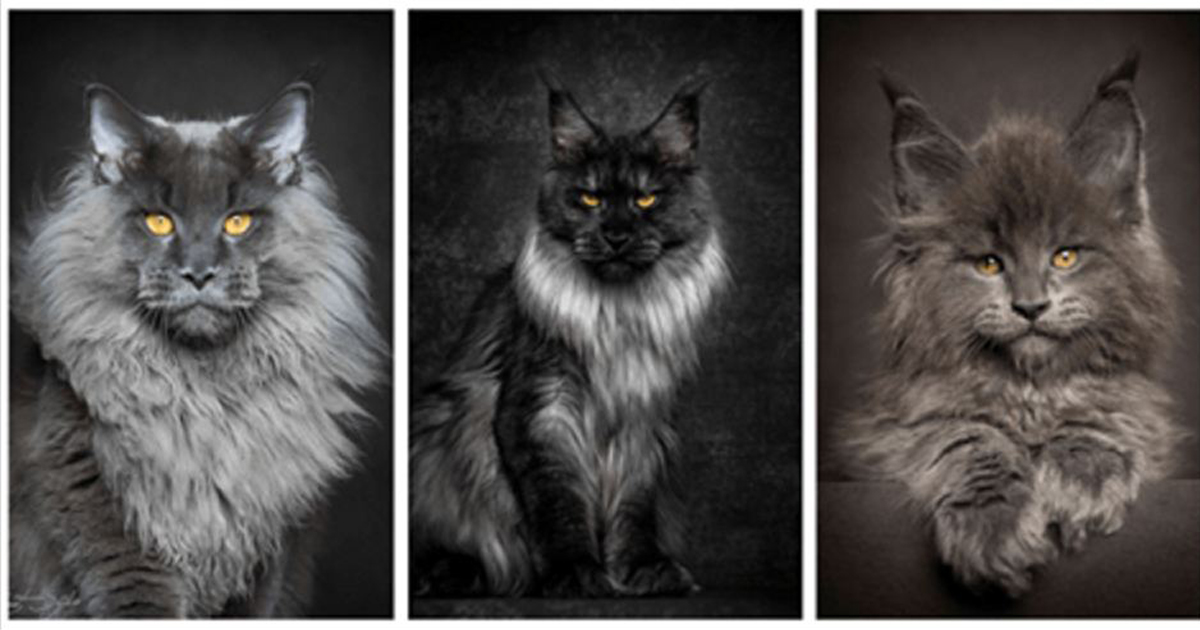 65 фото, доказывающих, что Мейн кун   главный Бог королевства кошек