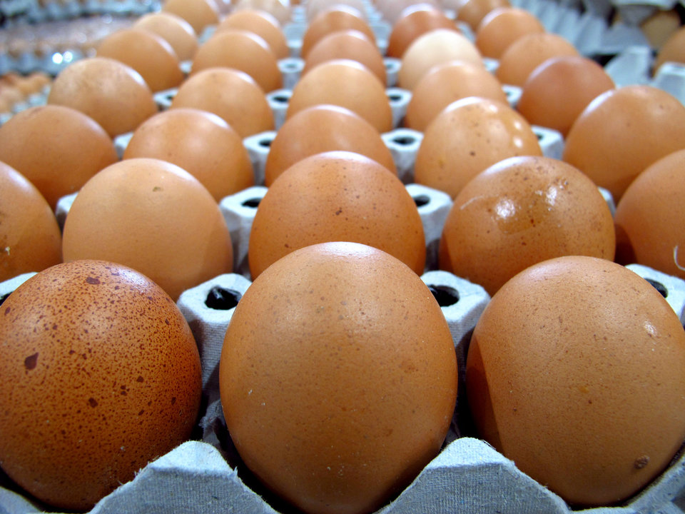 Воняет тухлыми яйцами. Шоколадный яйцо коричневый. Тухлое яйцо. Протухшие яйца. Telur Jumbo.