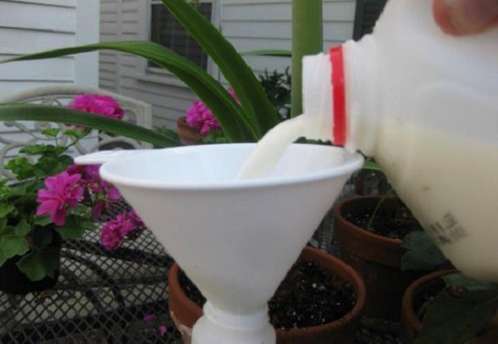 Молоко в помощь садоводу: волшебное удобрение, фунгицид, дезинфицирующее и противогрибковое средство для растений