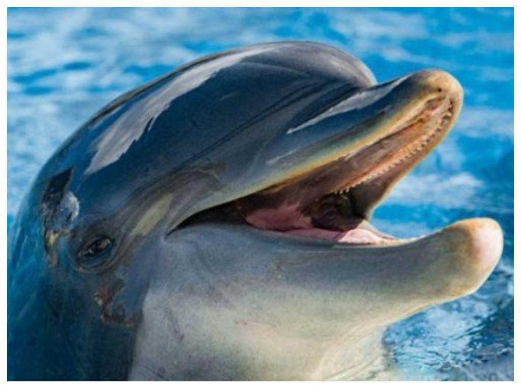 Дельфин издает звуки. Свободу дельфинам.