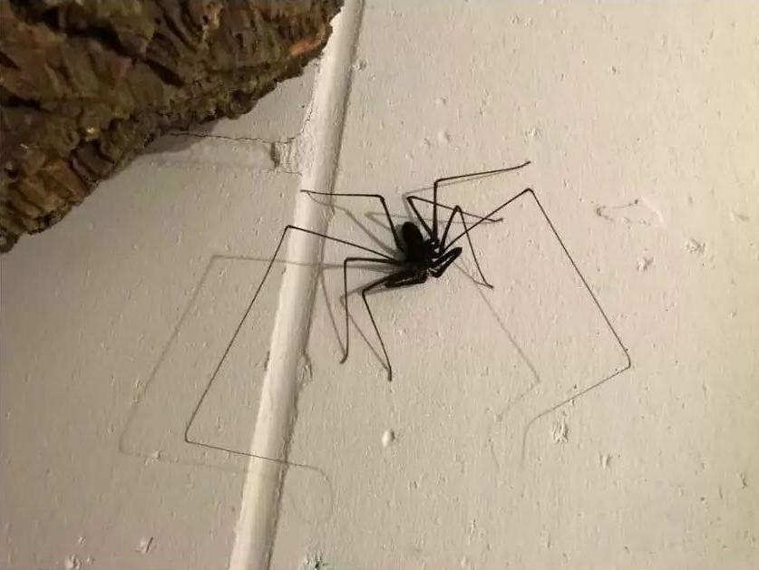 Вы панически боитесь пауков? Чтобы излечиться, превратите свою уборную в паучье логово!