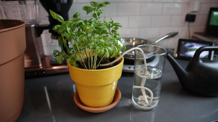 Как поливать растения во время вашего отсутствия: полезные лайфхаки