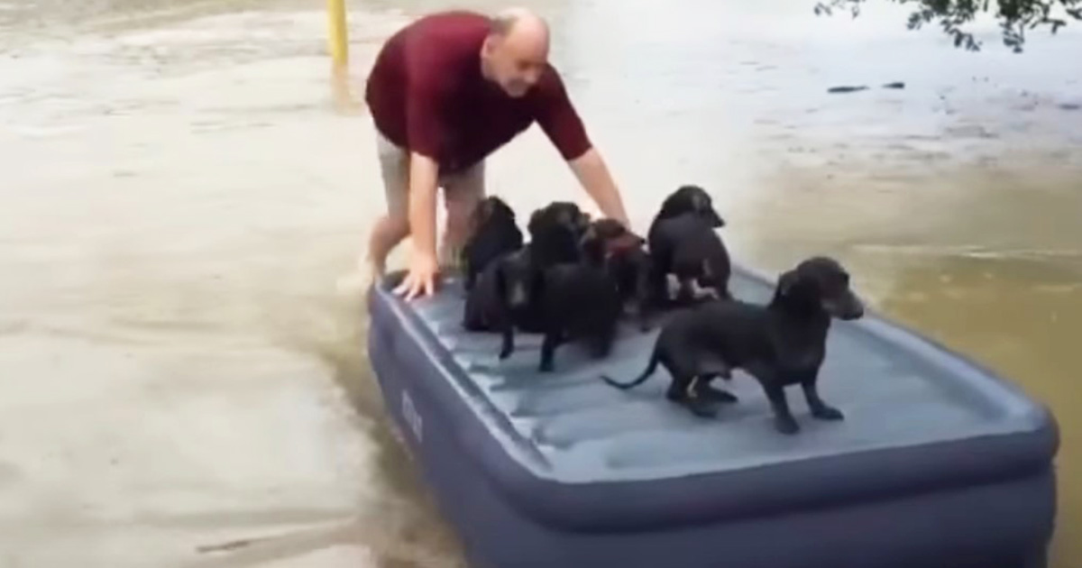 Вместо того, чтоб спасать своё добро от наводнения, он забрал соседских щенков