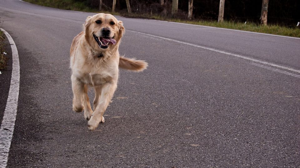 My dog can run and jump. Собака бежит. Собака бежит по дороге. Собака бежит за машиной. Рыжая собака бежит.