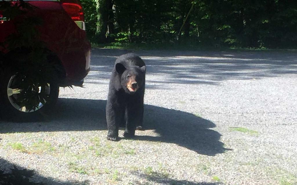 Мужчина был поражен, когда подходил к своей машине и увидел на ней медведей