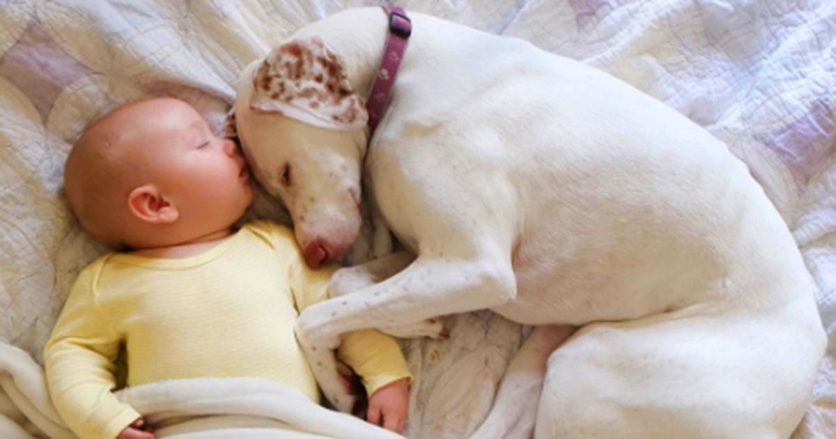 Эту собаку спасли от живодеров и она боялась всех, кроме него… Этот 11 месячный малыш возродил в ней веру в людей!