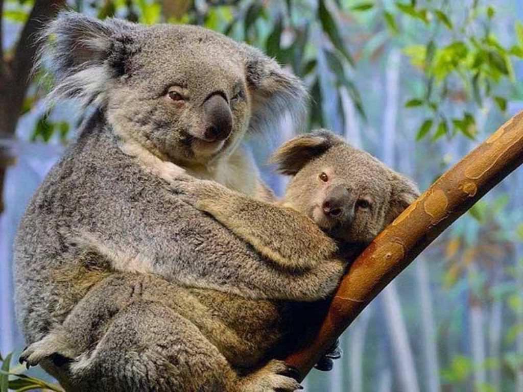 Ученые бьют тревогу: коалы находятся на грани исчезновения