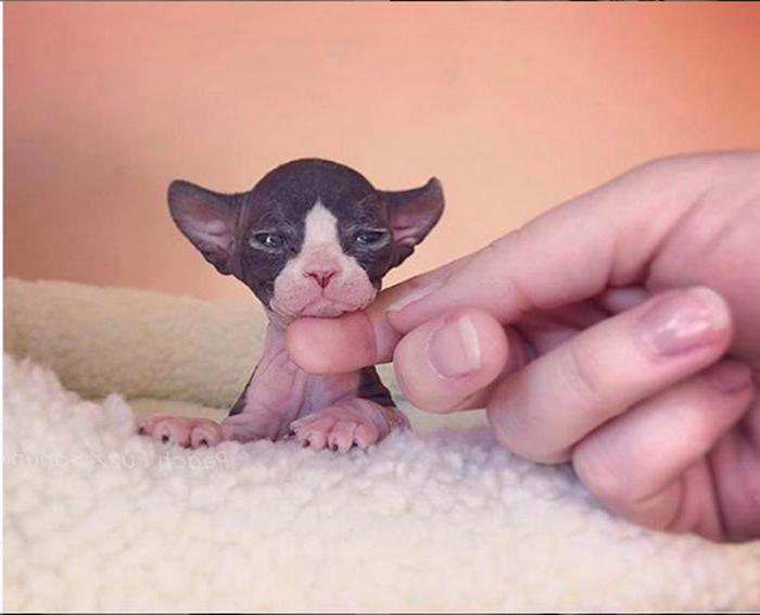 Очаровашки: 10 фотографий котят сфинксов, которые меняют мнение о голой породе