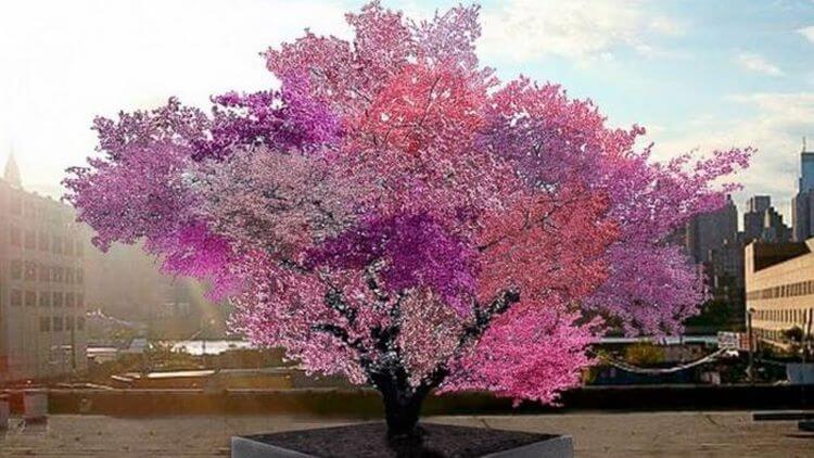 Фантастическое дерево гибрид, на котором растет 40 видов фруктов!