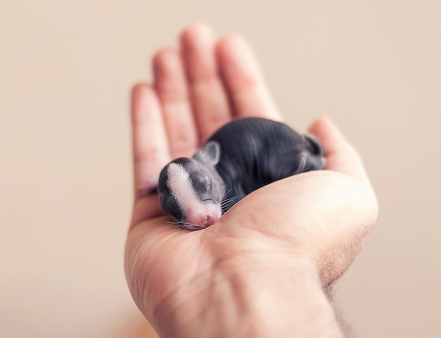 Невероятно милые: фотографии, показывающие первые 30 дней жизни новорожденного кролика