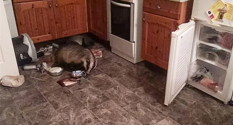 Женщина обнаружила, что из ее холодильника пропадает еда. Установив видеокамеру, она поняла, что воришкой был барсук