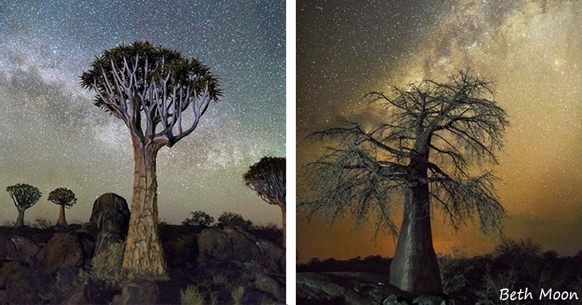 Фотограф показал самые старые деревья планеты на фоне звездного неба