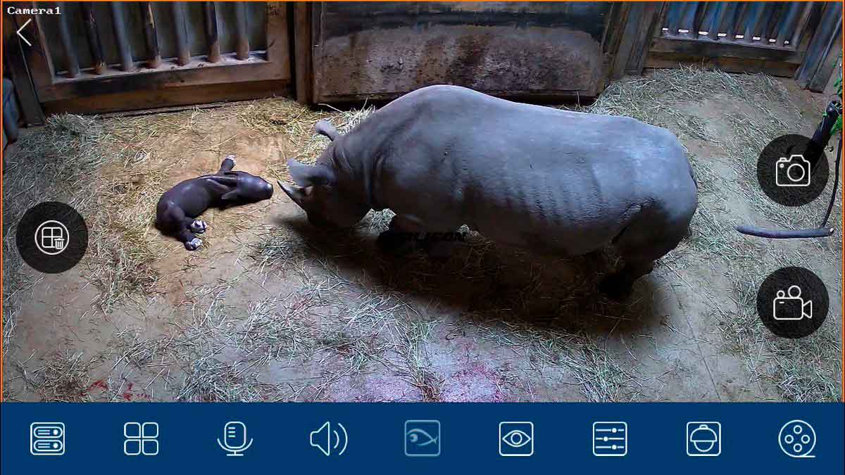 Сколько детенышей носорога родилось в 2001 году. Самое страшное животное в зоопарке Чикаго.