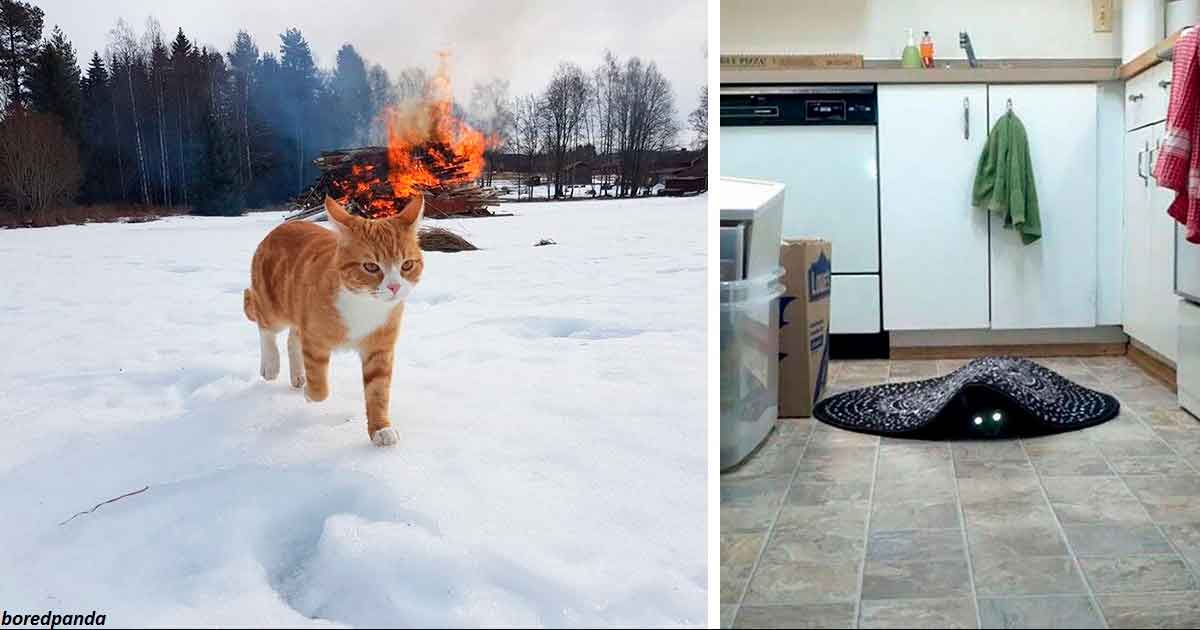 19 фотографий, которые доказывают, что кошки всегда будут делать все, что им хочется